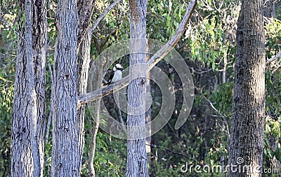 Kookaburra on the jarrah tree. Nannup, West Australia. Stock Photo