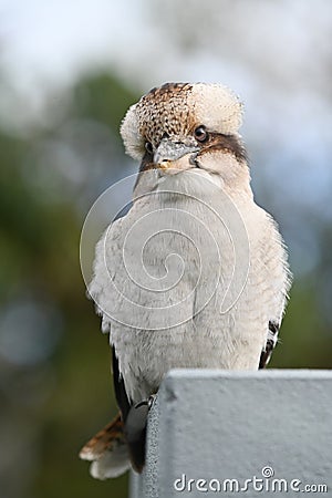 Kookaburra kingfishers bird native to Australia Stock Photo