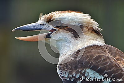 Kookaburra Stock Photo