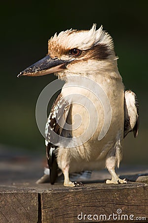 Kookaburra portrait Stock Photo