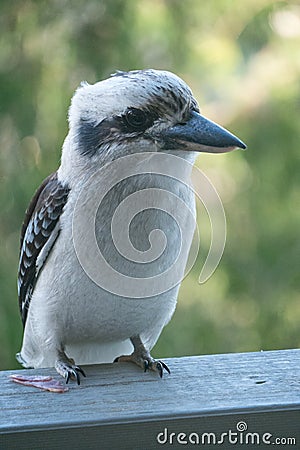 A kookaburra with a treat Stock Photo