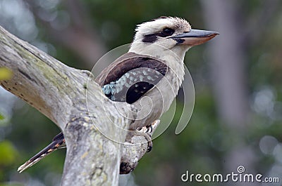 Kookaburra Stock Photo