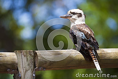 Kookaburra Sitting on a Post Stock Photo
