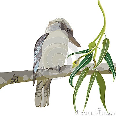 Kookaburra Vector Illustration Vector Illustration