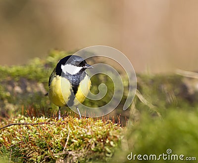 Koolmees, Great Tit, Parus major Stock Photo