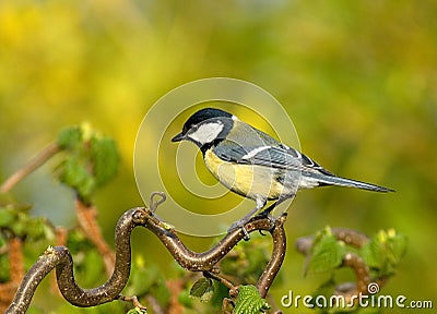 Koolmees; great tit; Parus major Stock Photo