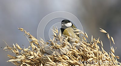 Koolmees, Great Tit, Parus major Stock Photo