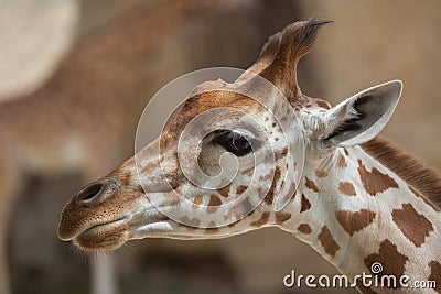 Kordofan giraffe Giraffa camelopardalis antiquorum Stock Photo