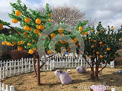 Korea Jeju Island Glass Museum Korean Nature Landscape Garden Mandarin Orange Tree Tangerine Trees Editorial Stock Photo