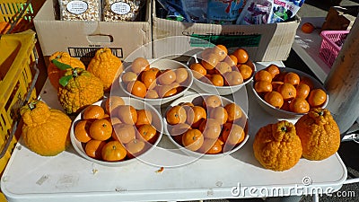 Korea Jeju Island Jeju-do Mandarin Orange tangerine giant oranges Editorial Stock Photo