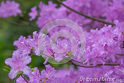 Korean Azalea Rhododendron yedoense var. poukhanense, with lavender flowers Stock Photo