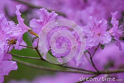 Korean Azalea Rhododendron yedoense var. poukhanense lavender flowers Stock Photo