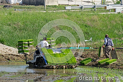 The Korean farmer rides riding type power driven rice transplanter to seedling the green young rice onto the rice paddy field Editorial Stock Photo