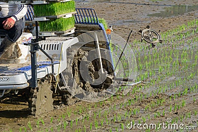 The Korean farmer rides riding type power driven rice transplanter to seedling the green young rice onto the rice paddy field Editorial Stock Photo