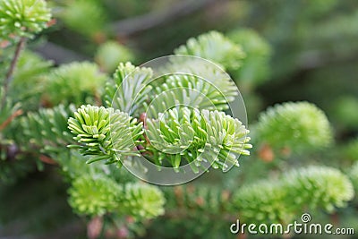 Korean fir branch Stock Photo