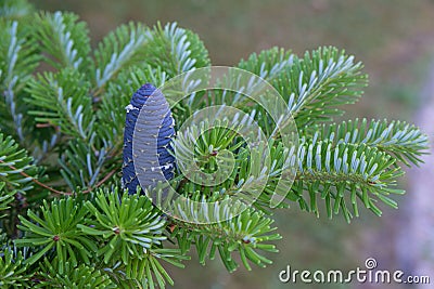 Korean fir cone Stock Photo