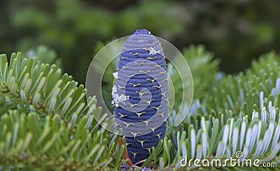 Korean fir cone close-up Stock Photo