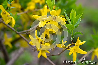 Korean Forsythia branch Stock Photo