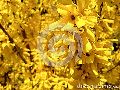 Korean Forsythia Forsythia ovata in spring garden. Forcing forsythia, Forsythia , shrub. spring flowers. Stock Photo