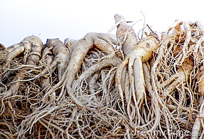 Korean ginseng - Fresh ginseng roots contaminated with soil, overlapped for sale Stock Photo