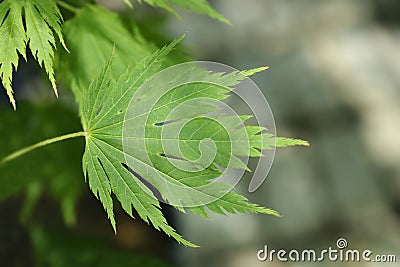 Korean Maple Arctic jade Stock Photo