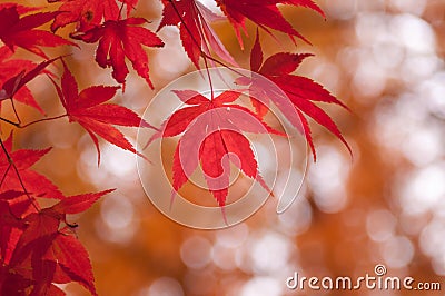 Korean Maple in Autumn Stock Photo