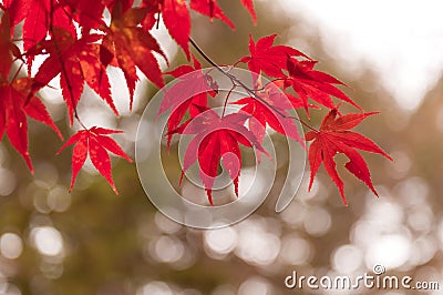 Korean Maple in Autumn Stock Photo