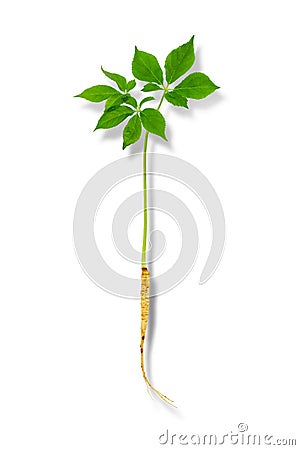 Korean wild root ginseng, A close up of the wild most famous medicinal plant ginseng Stock Photo