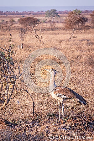 Kori bustard (Ardeotis kori) feeding during the day, Kruger National Park Stock Photo