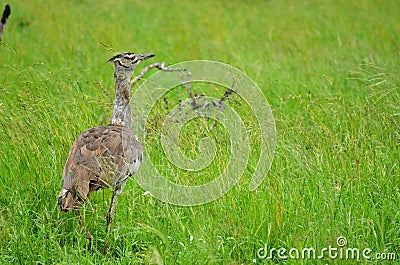 Kori Bustard (Ardeotis kori) Stock Photo