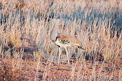 Kori Bustard, Ardeotis kori, walking in grass Stock Photo