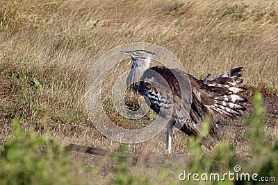 Kori Bustard (Ardeotis kori) Stock Photo