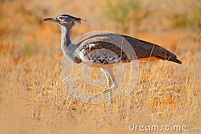 Kori bustard, Ardeotis kori, largest flying bird native to Africa. Bird in the grass, evening light, Kgalagadi desert, Botswana. Stock Photo