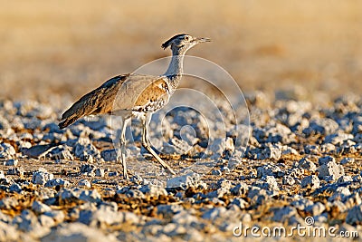 Kori bustard, Ardeotis kori, largest flying bird native to Africa. Bird in the stones desert, evening light, Etocha, Namibia. Stock Photo