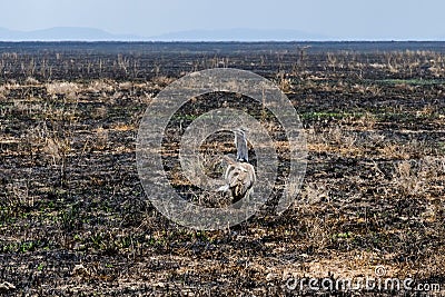Kori bustard (Ardeotis kori) at the Serengeti national park, Tanzania. Wildlife photo Stock Photo
