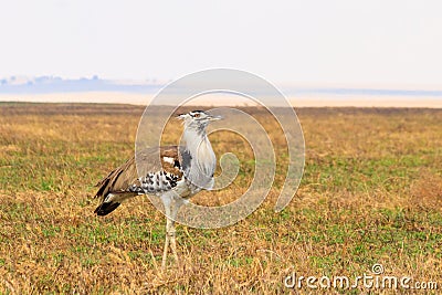 Kori bustard (Ardeotis kori) walking in dry savannah in Serengeti National Park, Tanzania Stock Photo