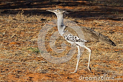 A Kori Bustard Ardeotis kori walking in the Kalahari desert Stock Photo