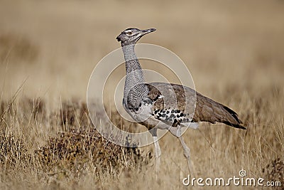 Kori bustard walking the Etosha plains Stock Photo