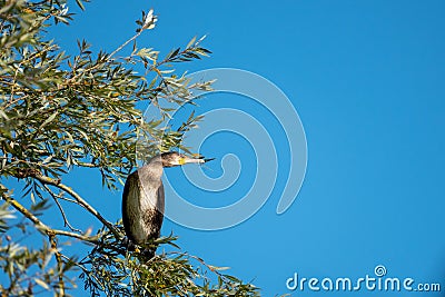 Kormoran sits in a tree and looks for loot Stock Photo