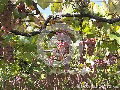 Koshu on grapevine trellis in Japan Stock Photo