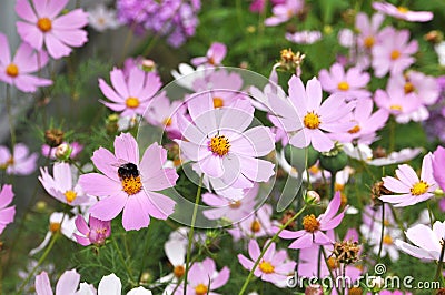 Kosmey blossoms Stock Photo