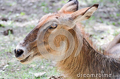 Koudou sleeping on the floor Stock Photo