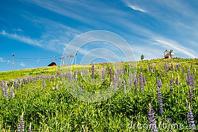 Kouvola, Finland - 11 June 2020: Slope Mielakka with blue lupine flowers at summer Editorial Stock Photo