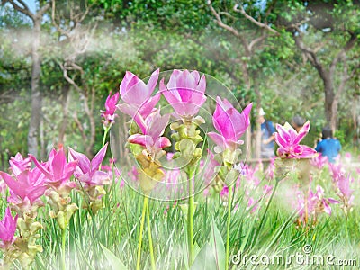 Kra Jiao or Pink Siam Tulip Flower Blossom, soft focus Stock Photo