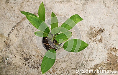 Krachai Boesenbergia rotunda or finger root Thai herbs to prevent COVID 19 on cement floor background Stock Photo