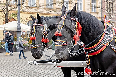 Krakow, Poland, traditional horse drawn carriage ride, two horses closeup, front view. Cracow Old Town, city tours Editorial Stock Photo