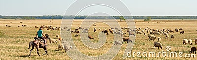 Krasnodar region. Russia. August 17, 2020 A herd of sheep grazes in the dry steppe. The shepherd rides a horse. The Editorial Stock Photo