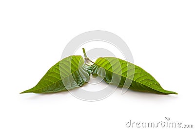 Kratom leaves on white. Stock Photo