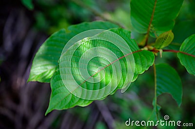 Kratom Mitragyna speciosa green Is a type of drug Stock Photo