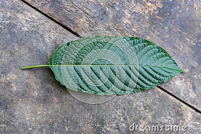 Mitragyna speciosa leaves on the wood background, top view Stock Photo